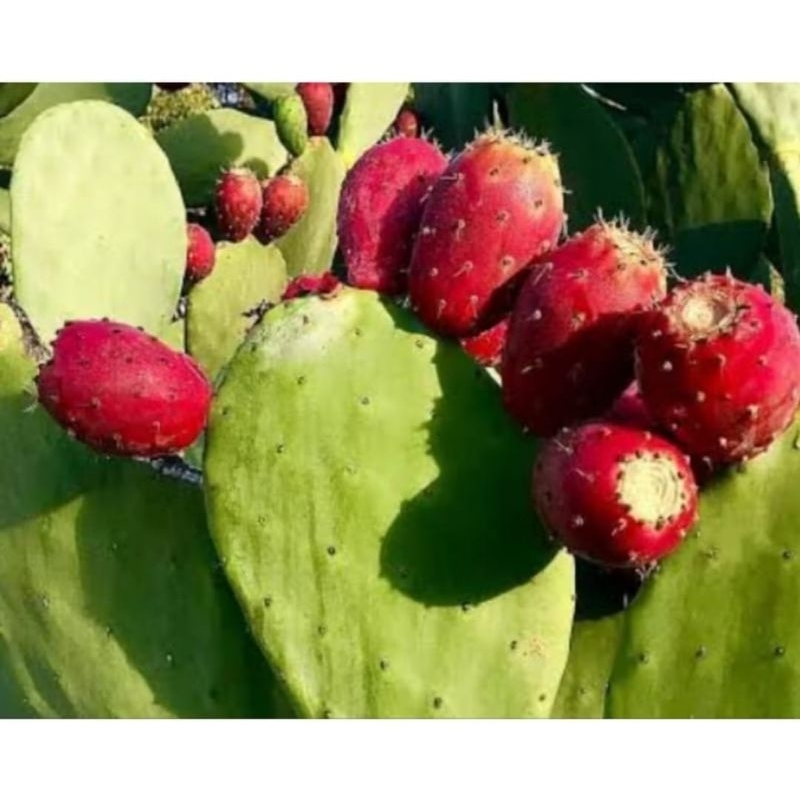 BIBIT KAKTUS BARSOMY BUAH ( OPUNTIA FICUS INDICA )