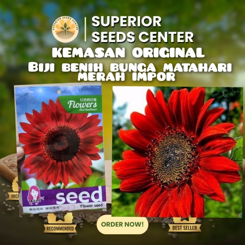 KEMASAN ORIGINAL BIJI BENIH BUNGA MATAHARI MERAH IMPOR