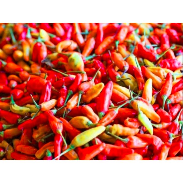 

[Dijamin FRESH] Cabe Rawit Merah Segar