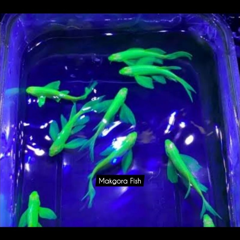 

Danio Slayer Hijau Green 2-3cm Ikan Hias Aquarium Aquascape