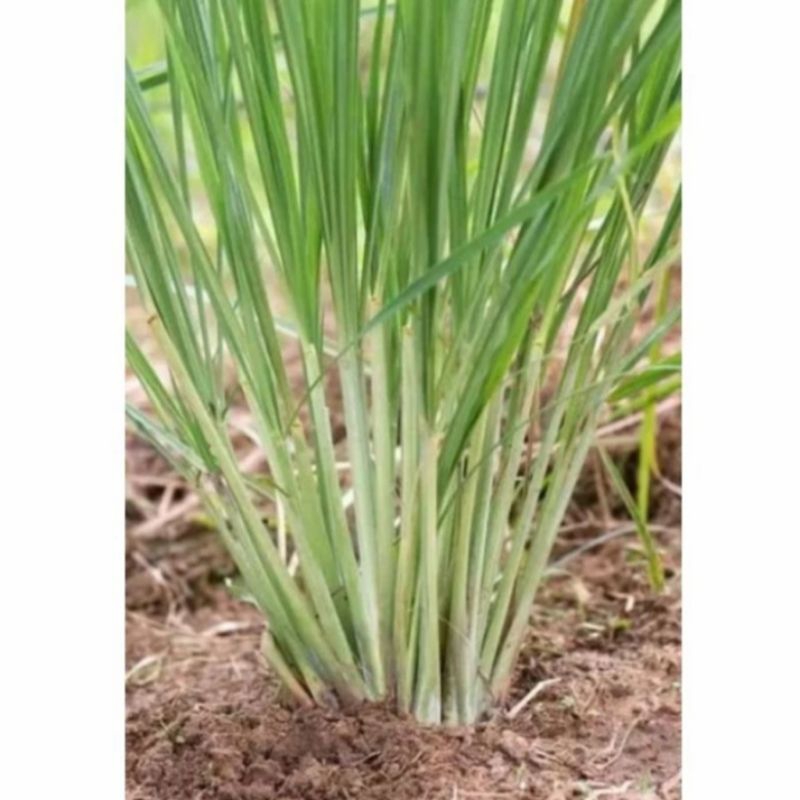 Bibit serah/serai dapur siap tanam