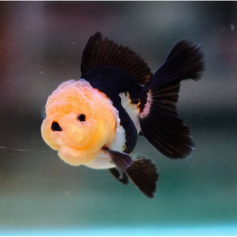 KOKI PANDA GRADE A 10-12CM