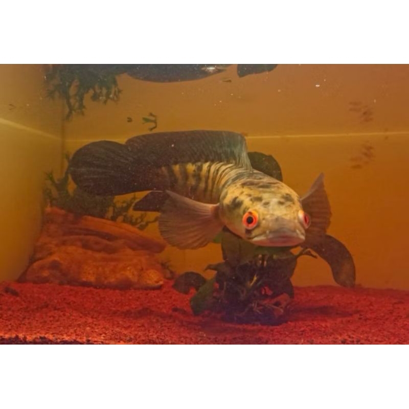 (GARANSI 100%) MARU YELLOW SENTARUM Bahan Premium