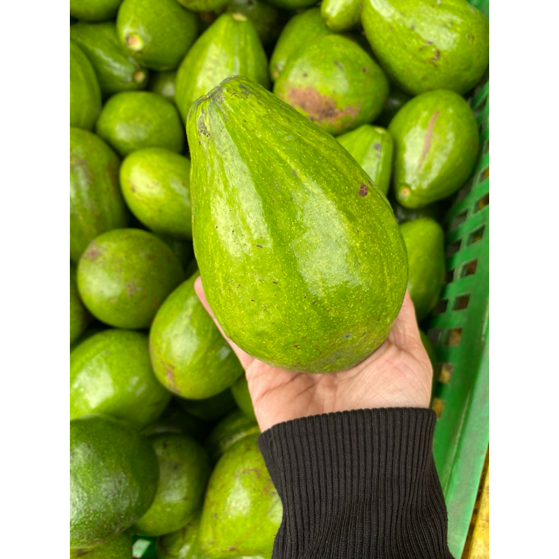 

Alpukat Segar Berat 1 Kg