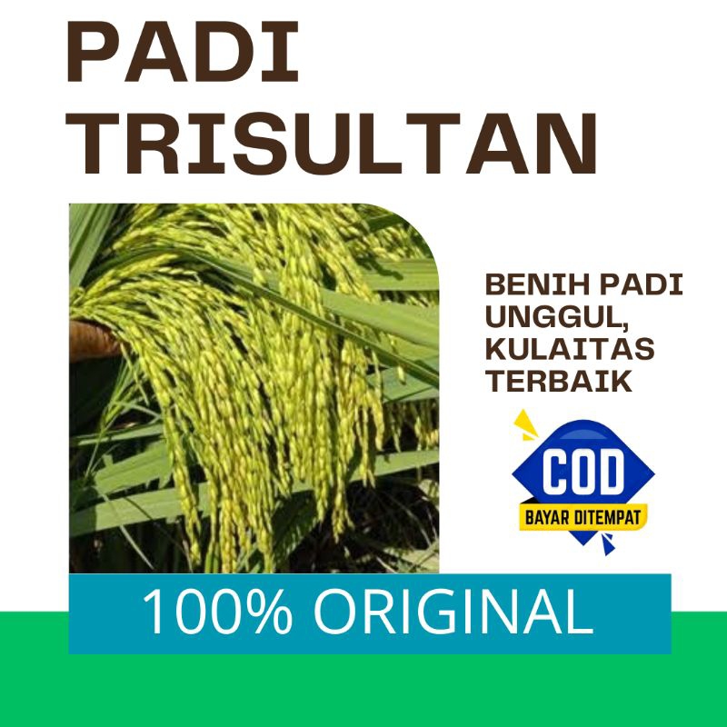 BIBIT PADI | BENIH PADI TRISULTAN KEMASAN 5KG