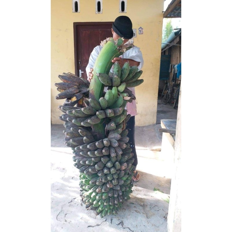 GARANSI BIBIT ASLI Bibit Pisang Kepok Keling Varietas Kepok Kuning Dengan Ukuran Buah Jumbo