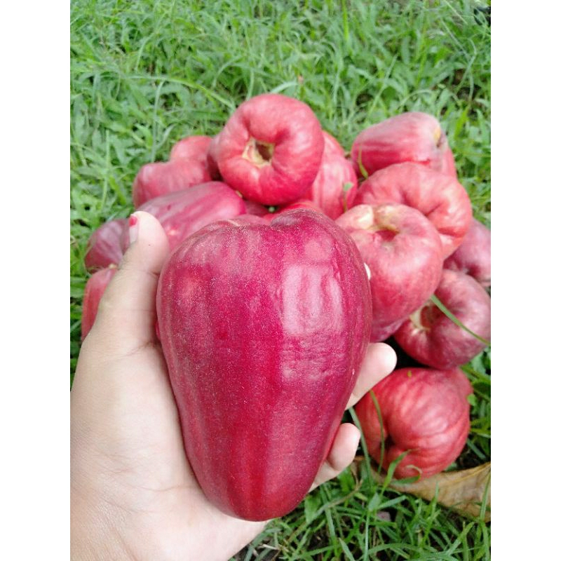 

BUAH JAMAIKA 1kg/BOL PANEN RAYA