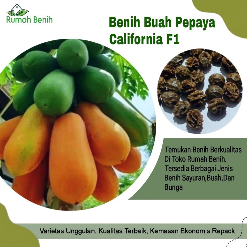 Benih Buah Pepaya California Super Unggulan F1 / Bibit Buah Pepaya / Biji Pepaya California / Sayura