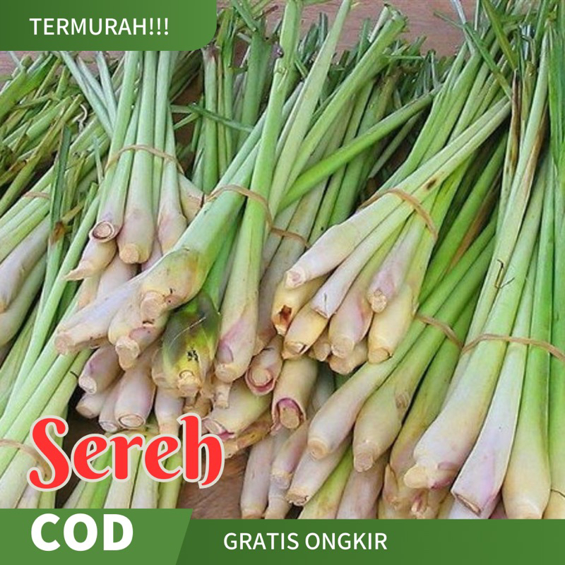 

Sereh Termurah