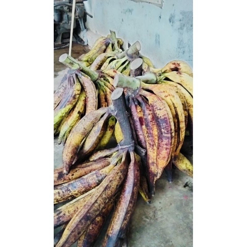 

PISANG TANDUK SATUAN