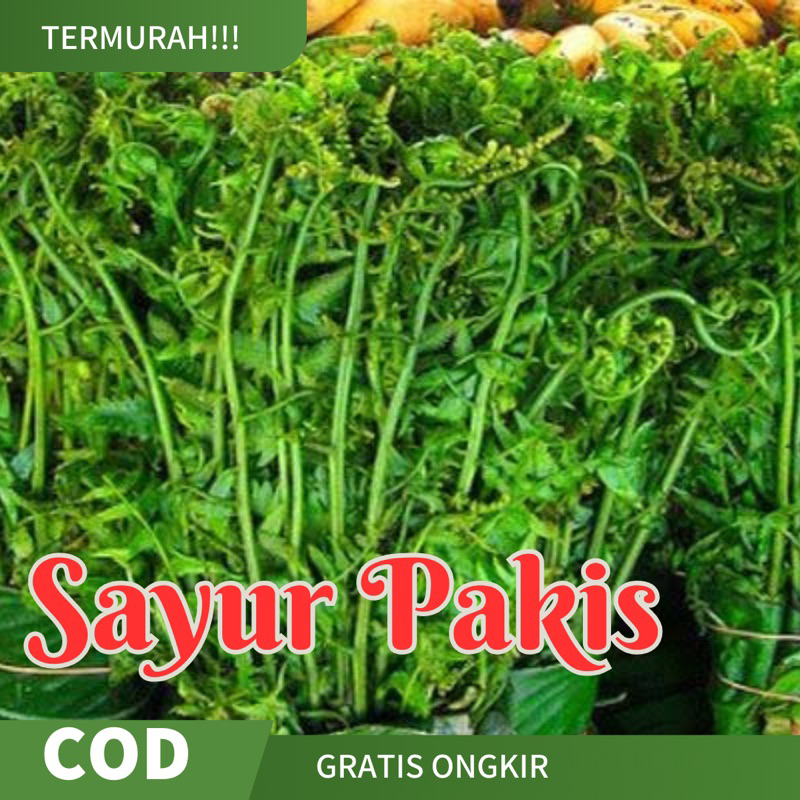 

Sayur Pakis Muda Pangandaran