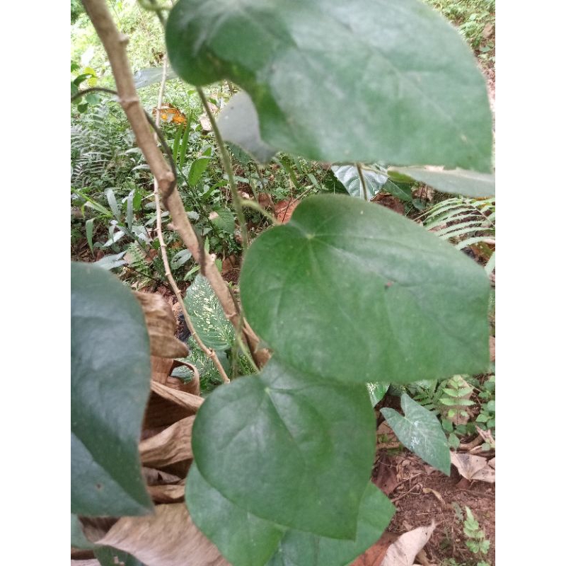 

daun cingcau bulu 5 lembar