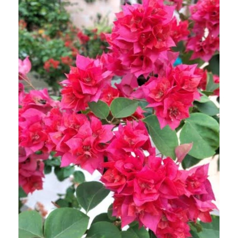 Bunga Bougenville Hawai Merah Fanta Ori (Bibit bougenville hawai merfan ori)