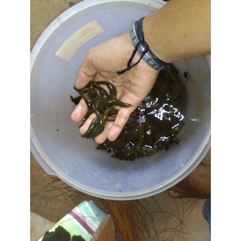 Lintah Terapi Steril (Ukuran Sedang Besar)