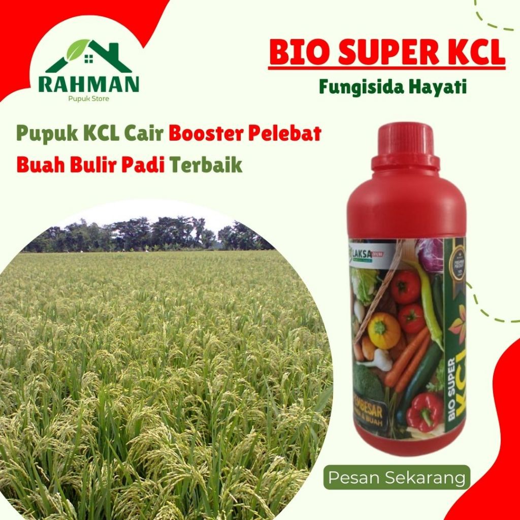 PUPUK AMPUH PEMBESAR BUAH BULIR PADI - BIO KCL 500ML - Pupuk kcl cair pelebat penyubur tanaman padi 