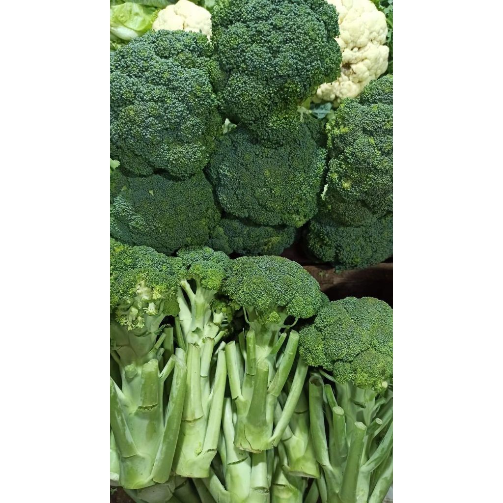 

Sayuran Segar | Brokoli