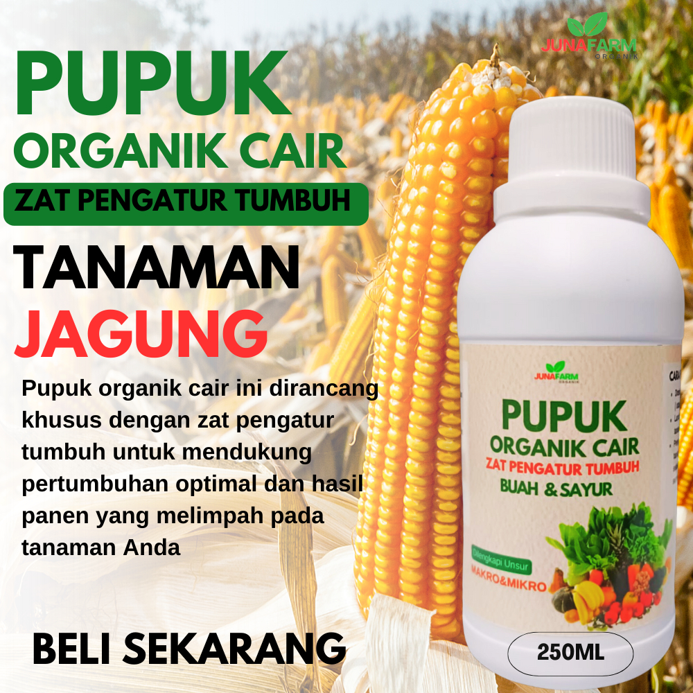 pupuk untuk jagung/pupuk untuk tanaman jagung/pupuk organik untuk tanaman jagung