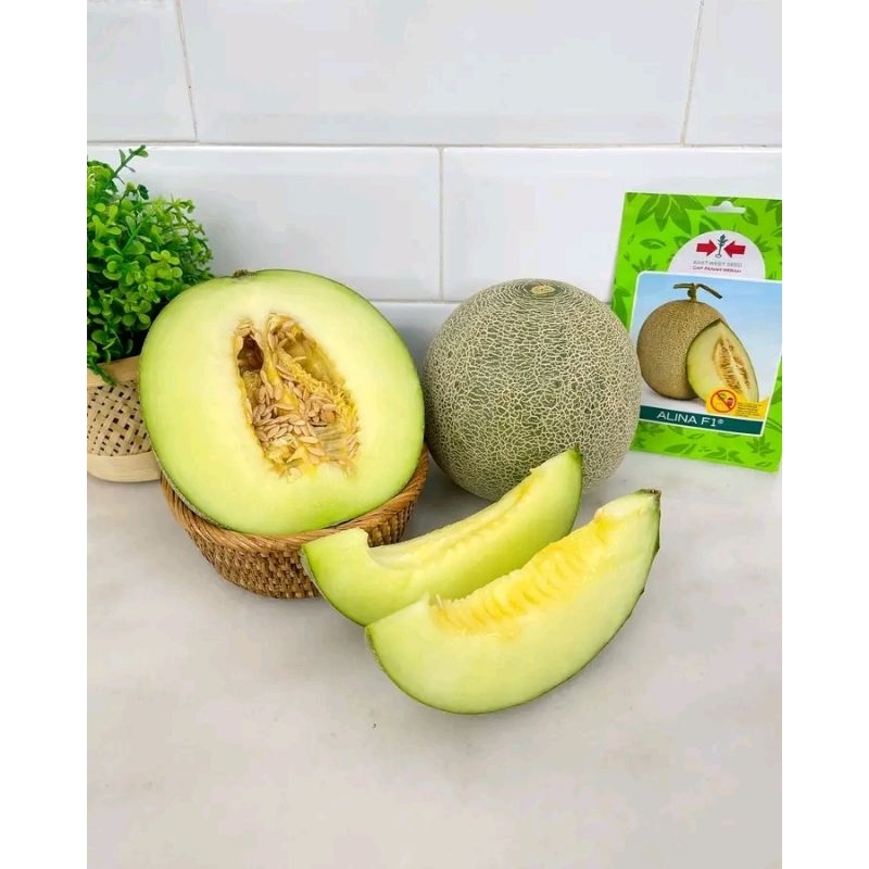benih melon alina F1