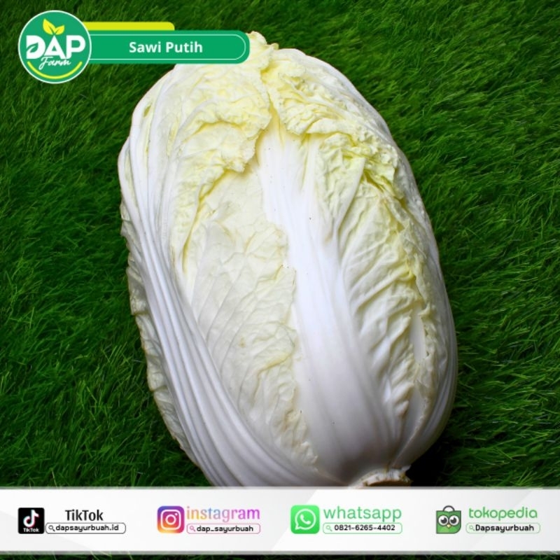 

Sawi Putih/ DAP Farm/ Sayur Segar Jakarta