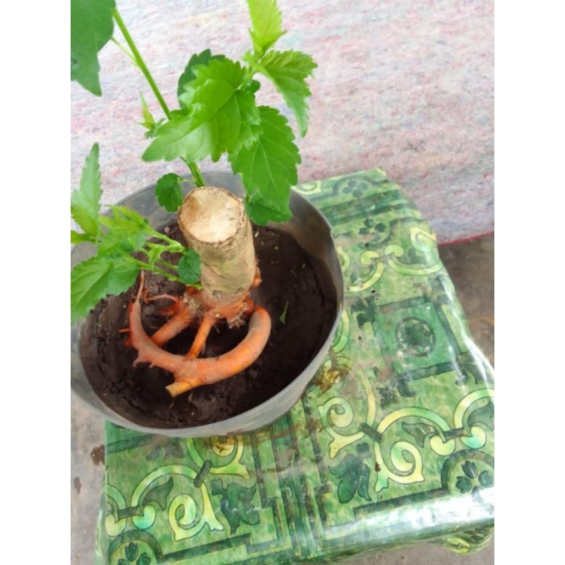 Bahan bonsai murbei (dongkel)