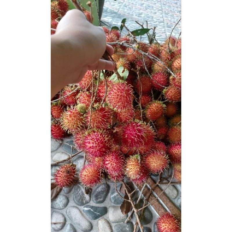 

RAMBUTAN 2KG (pengiriman Instant)