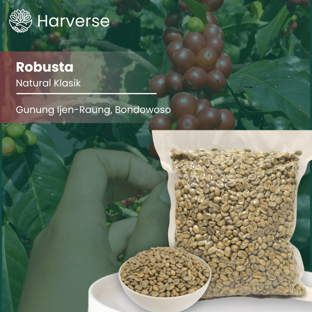 

Green Bean Robusta Fine Gunung Ijen/Raung - Proses Natural - 1 kg - Harverse