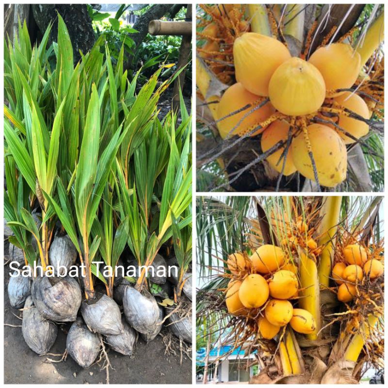 Bibit Kelapa Gading Kelapa kuning