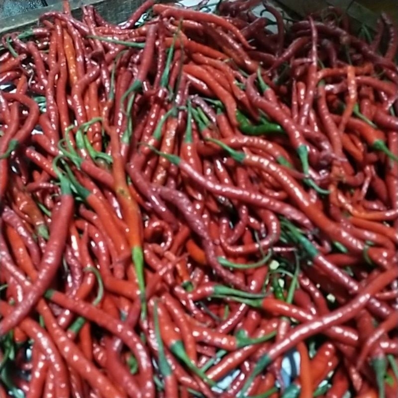 

Cabai Merah