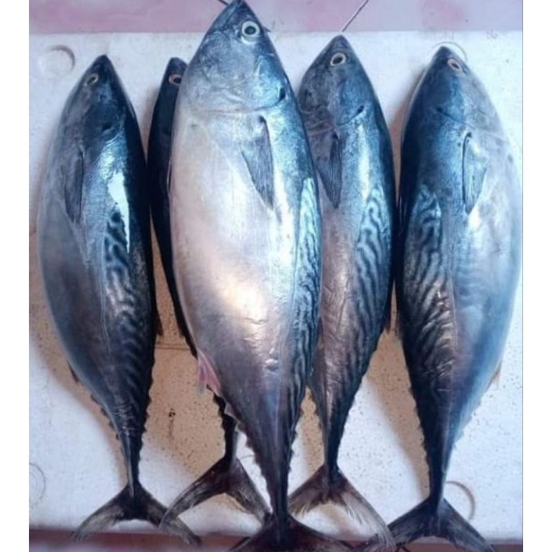 

ikan tongkol gepeng