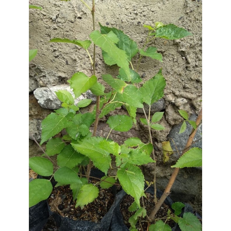 Tanaman murbei long murbei hitam
