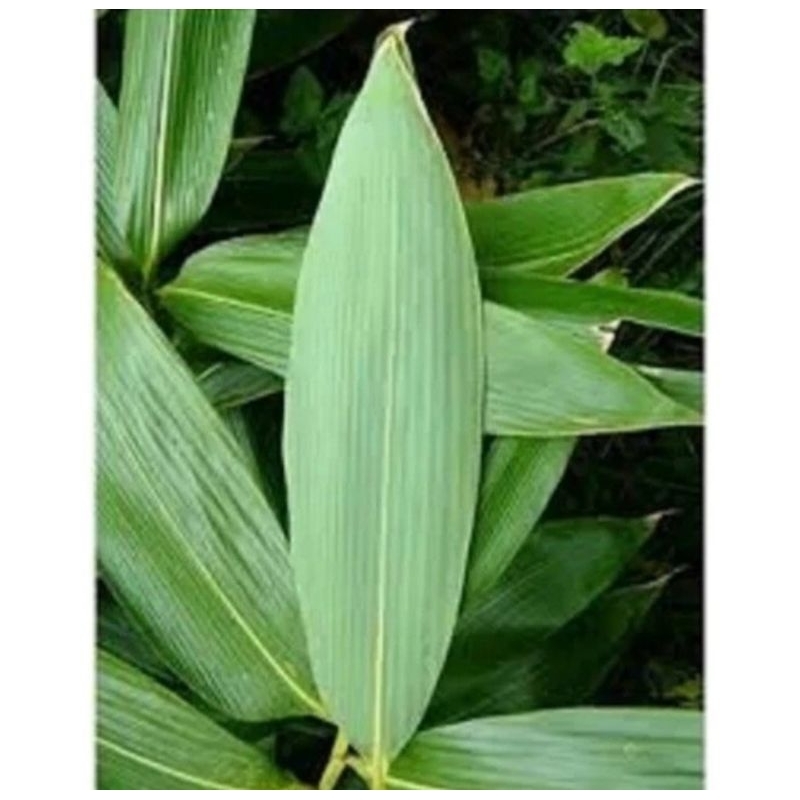 

Termurah Daun Bambu Bungkus Bakcang Daun Segar Siap Pakai