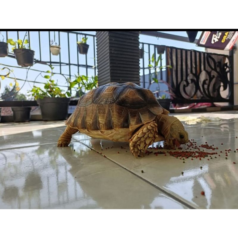 Mainan pelet jumbo turtle sulcata