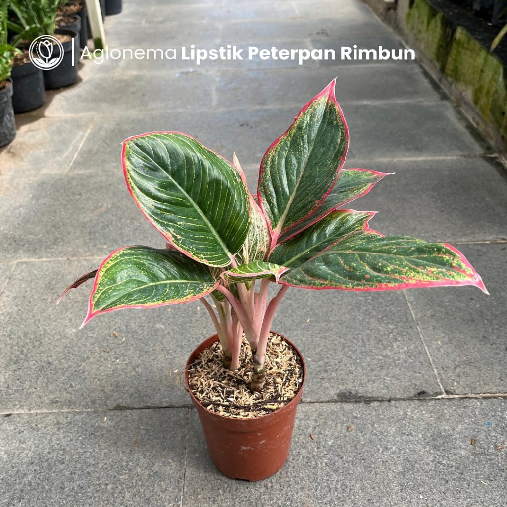 Aglonema Lipstik Peterpan Rimbun Tanaman Hias