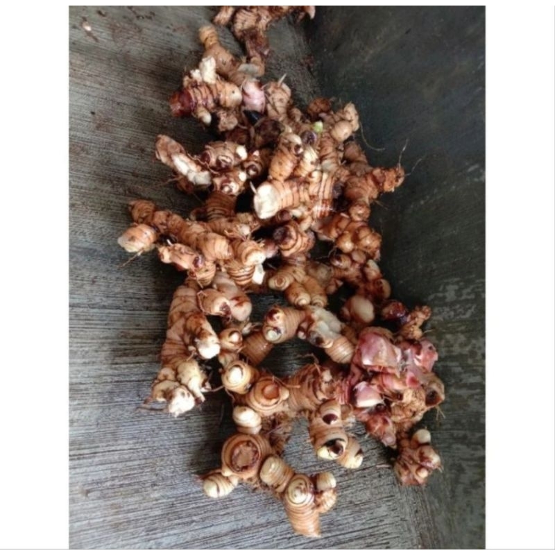 

(Herbal Alami) Lempuyang Laja/Laos Segar Fresh 200Gram