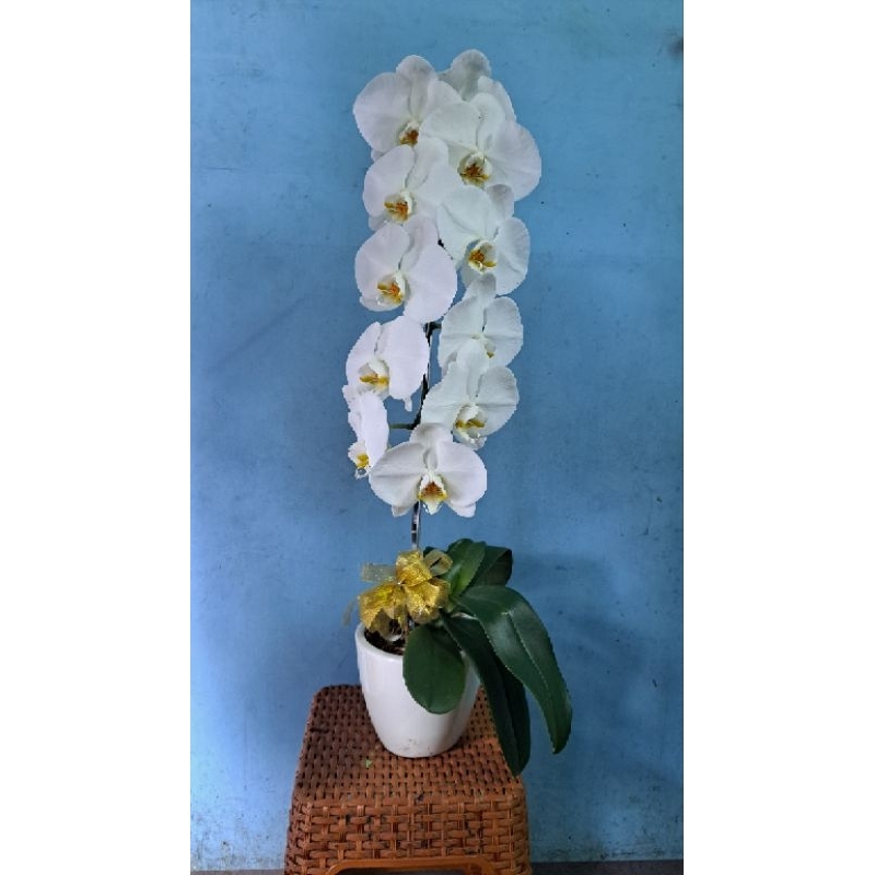 BUNGA ANGGREK POT PUTIH, UNGU/ANGGREK HIDUP SEGAR