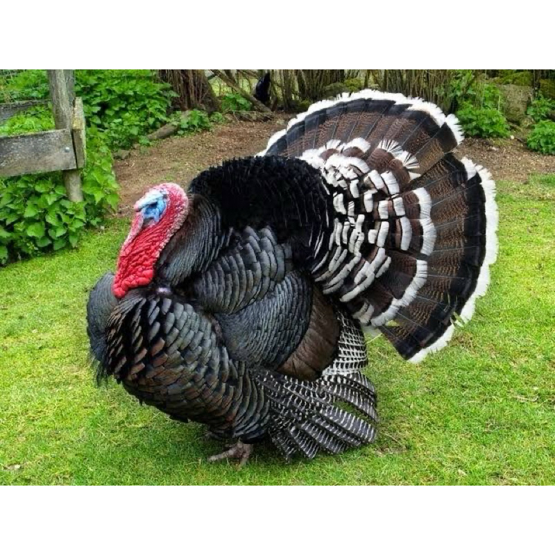 

TELUR FERTIL AYAM KALKUN UNTUK DI TETASKAN