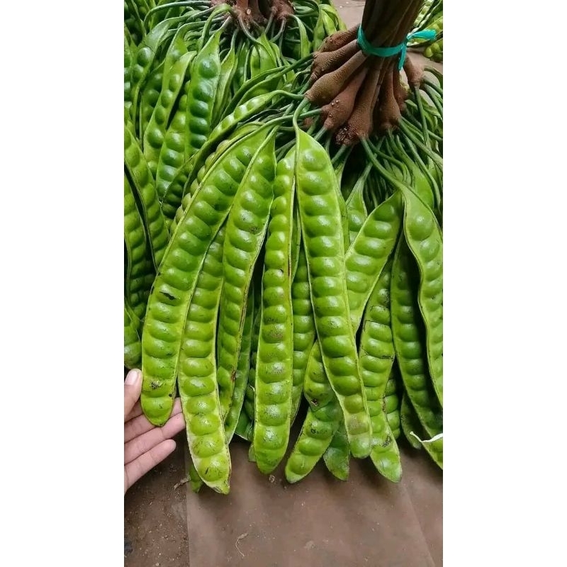 

PETE TUA SUPER SEDANG 10 - 15 PAPAN TERMURAH