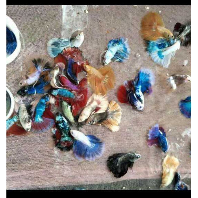 MAINAN CUPANG HALFMON HARGA GROSIR