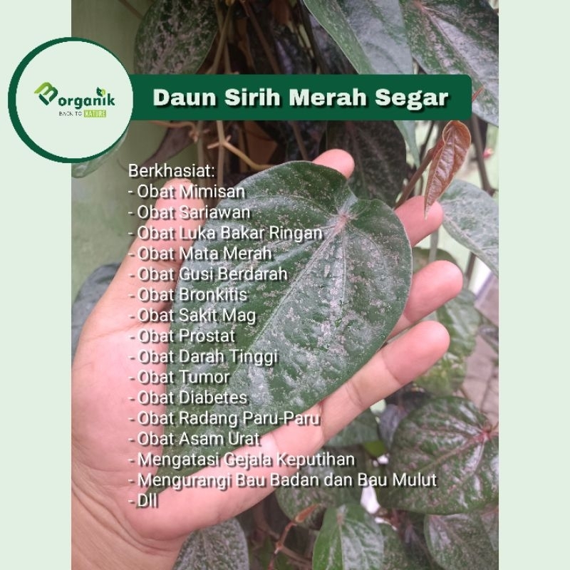 

Daun Sirih Merah Segar Obat Herbal Alami Kaya Manfaat