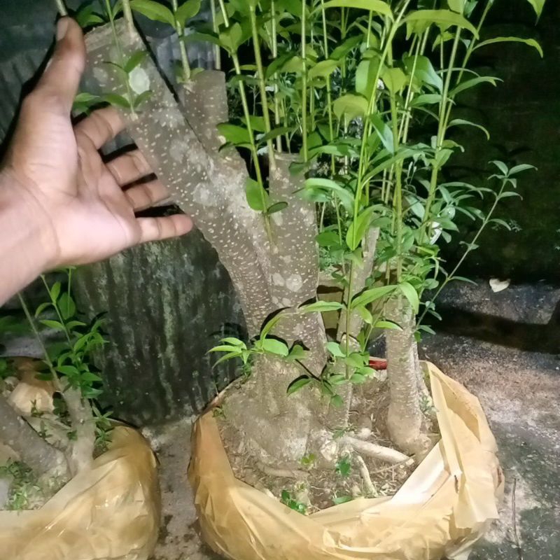 Bahan bonsai anting putri Raff jumbo