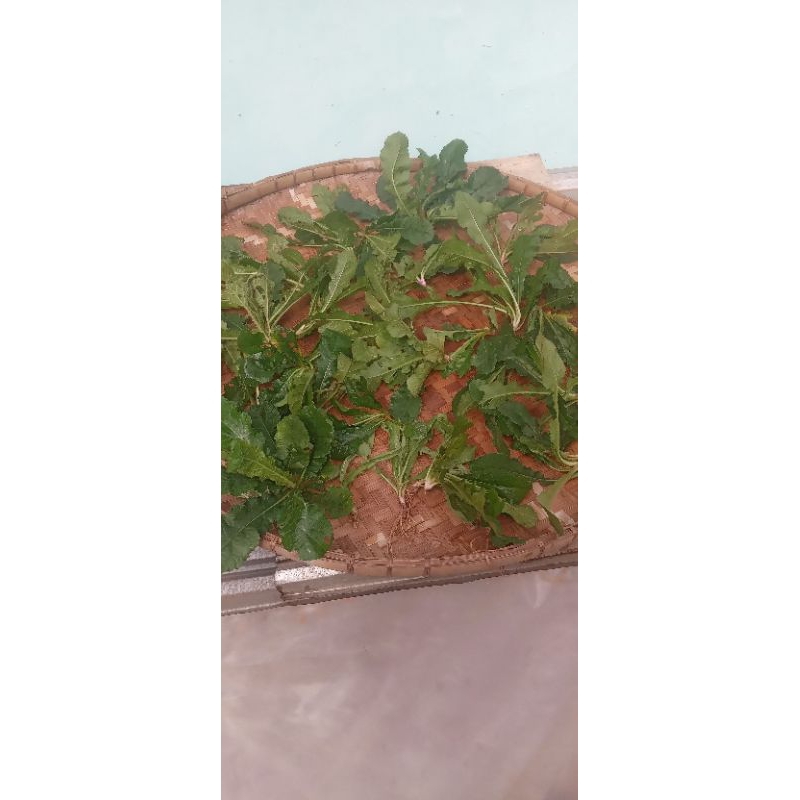 

Sawi hutan/Sawi liar