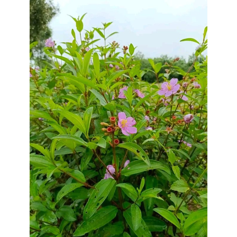 

Daun senggani/harendong segar 1kg