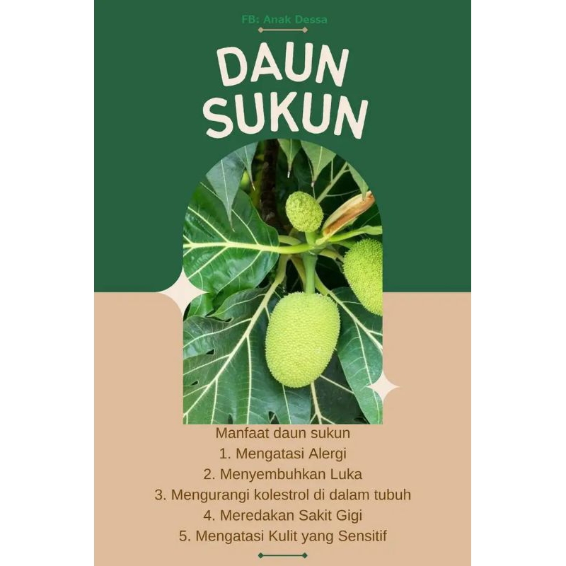 

Daun Sukun Manfaad sakit Gigi
