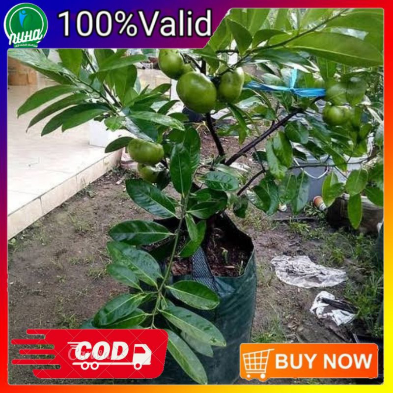 Bibit black sapote, BLACK SAPOTE super genjah bibit cangkok