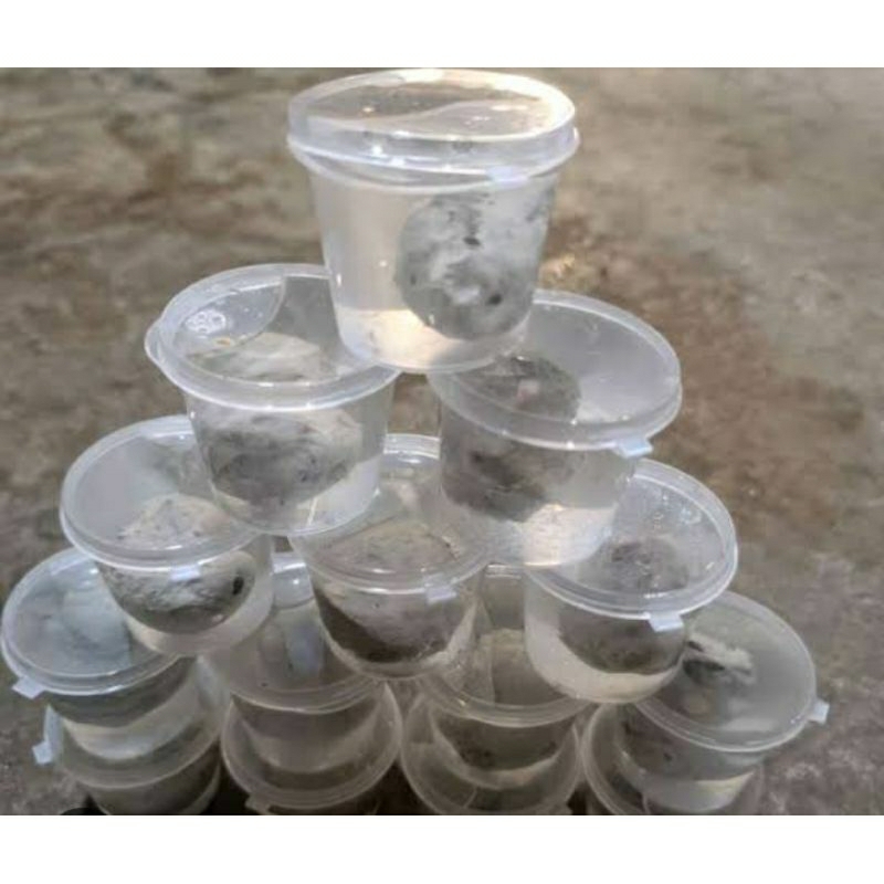 Pulut Burung Murah Pulot Pikat lengket lem pulut