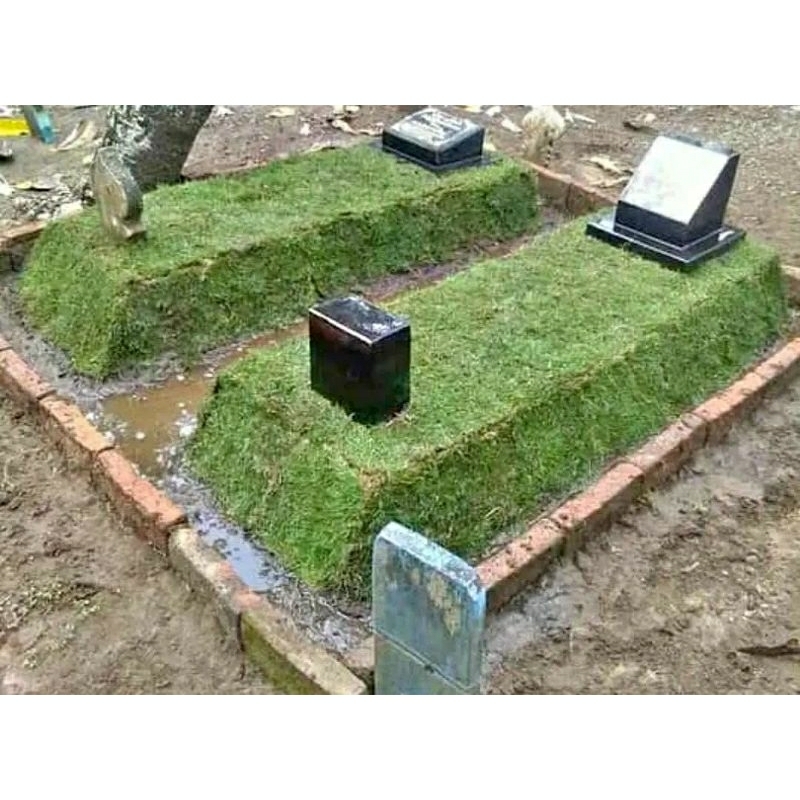 rumput kuburan (rumput hias)paket ekonomis