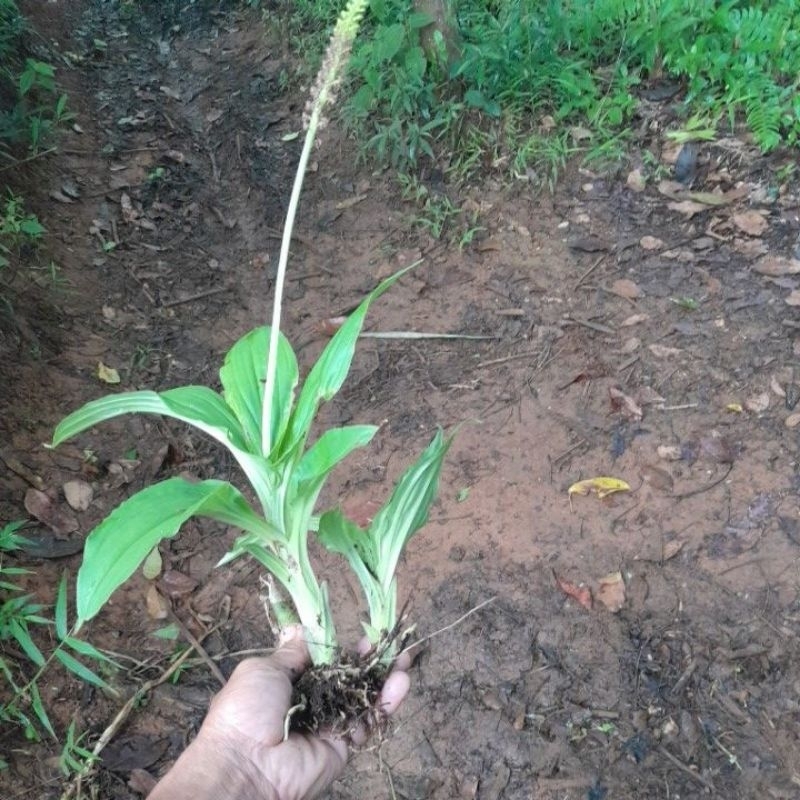 anggkrek hutan langka 1pohon