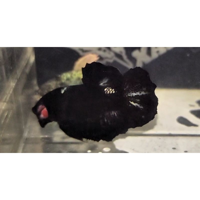 

CUPANG AVATAR BLACK COPPER