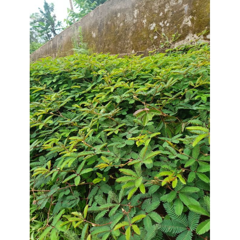 

RUMPUT PUTRI MALU 7 TANGKAI (HERBAL)