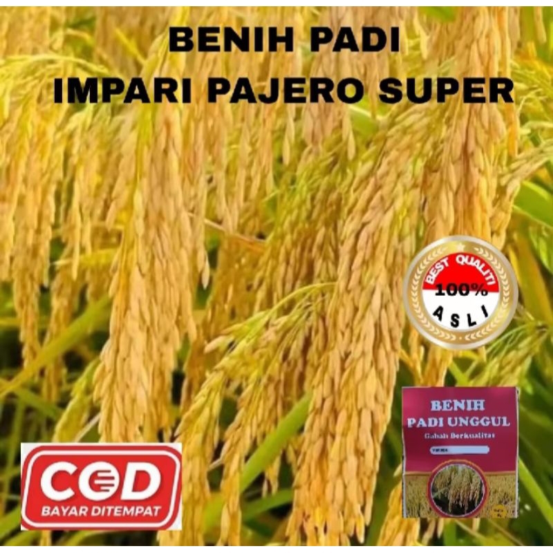 BENIH PADI INPARI 32 SUPER KEMASAN 1KG